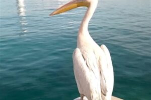 بجوعة البترون trend الموسم…