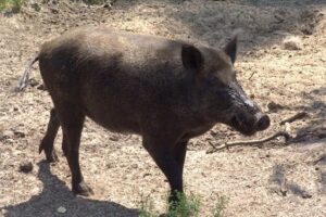 خنازير برية في المتن؟ (فيديو)