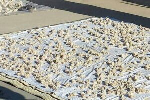 بالصورة- “الكشك” على طاولة الحكومة!!