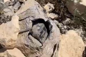 الجيش: العثور على جهاز تجسس إسرائيلي في بلدة يارون – بنت جبيل، وتفكيكه(بالصور)