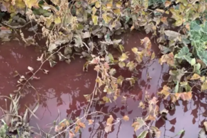 مداهمات لمسالخ في بدنايل وتوقيفات!