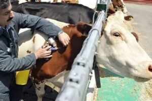 إنتشار مرض الحمّى القلاعية… وبيانٌ عاجل!